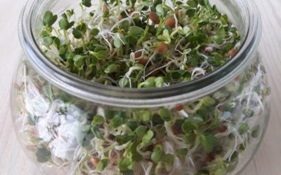 Hodowla kiełków w słoiku.